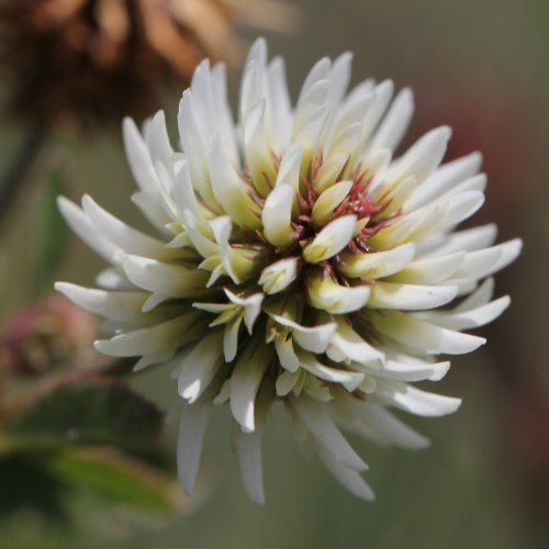 Berg-Klee / Trifolium montanum