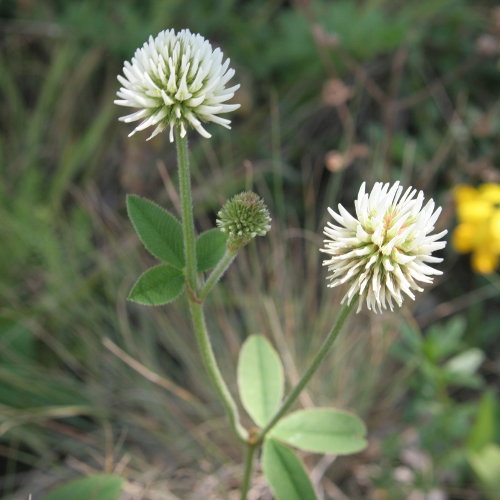 Berg-Klee / Trifolium montanum