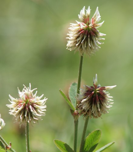 Berg-Klee / Trifolium montanum