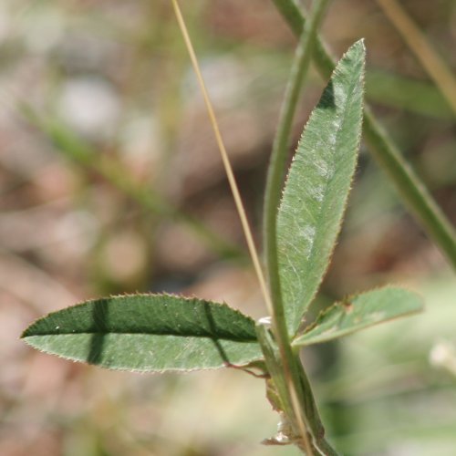 Berg-Klee / Trifolium montanum