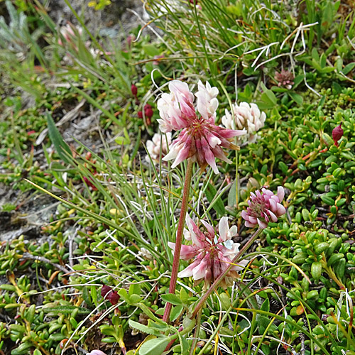 Bleicher Klee / Trifolium pallescens