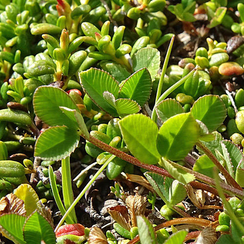 Bleicher Klee / Trifolium pallescens