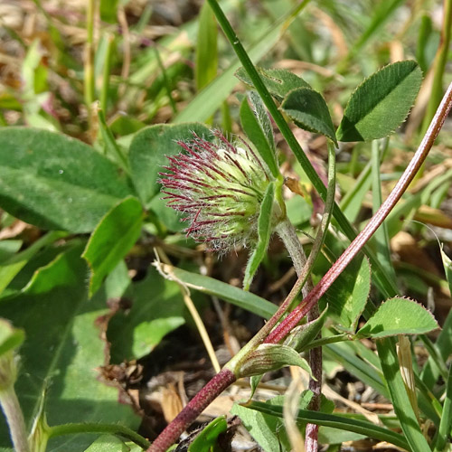 Bleicher Klee / Trifolium pallescens