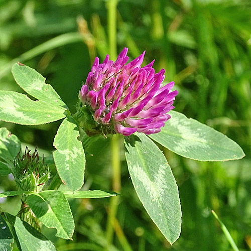 Rot-Klee / Trifolium pratense