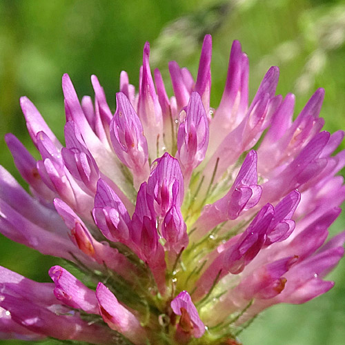 Rot-Klee / Trifolium pratense