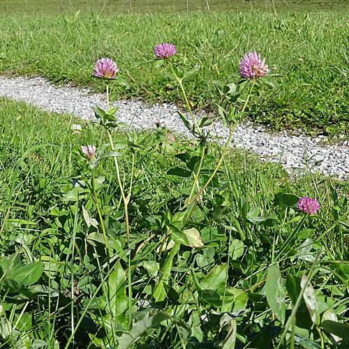 Rot-Klee / Trifolium pratense