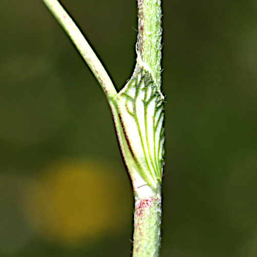 Schnee-Rot-Klee / Trifolium pratense subsp. nivale