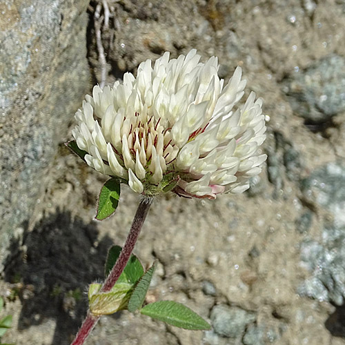 Schnee-Rot-Klee / Trifolium pratense subsp. nivale