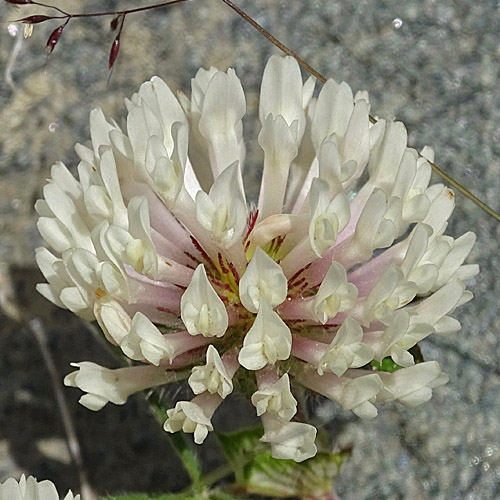 Schnee-Rot-Klee / Trifolium pratense subsp. nivale