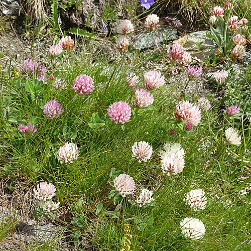 Schnee-Rot-Klee / Trifolium pratense subsp. nivale