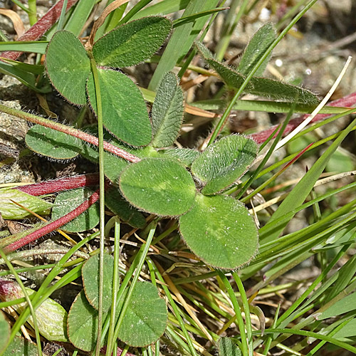 Schnee-Rot-Klee / Trifolium pratense subsp. nivale