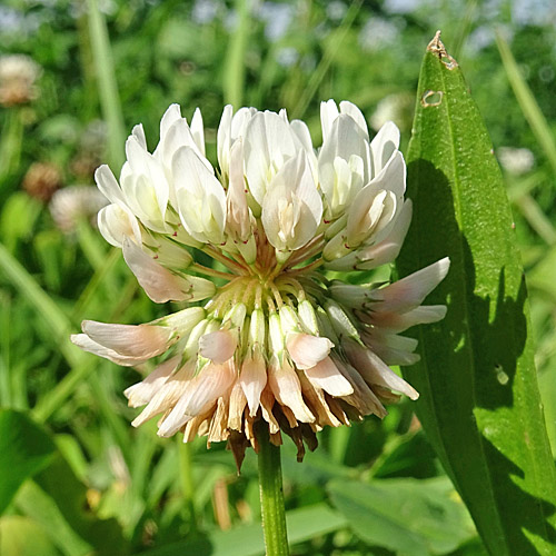 Weiss-Klee / Trifolium repens