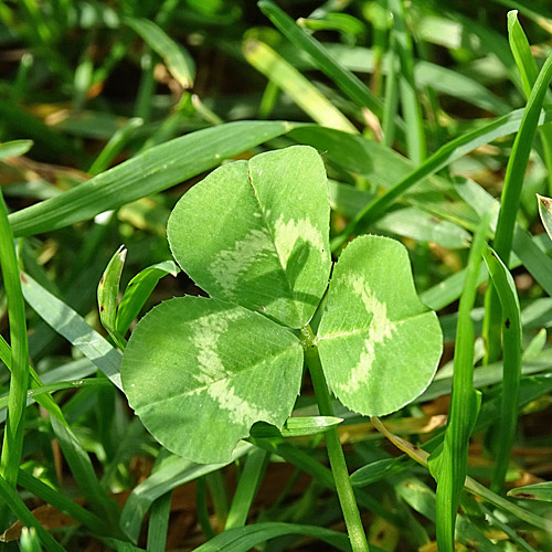 Weiss-Klee / Trifolium repens