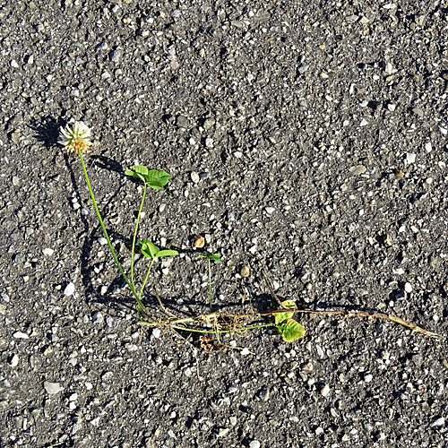 Weiss-Klee / Trifolium repens