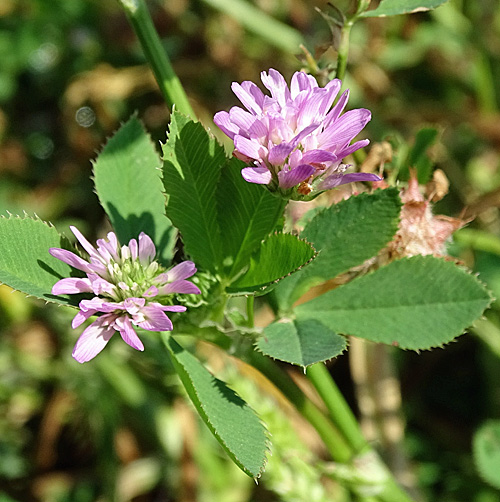 Wende-Klee / Trifolium resupinatum