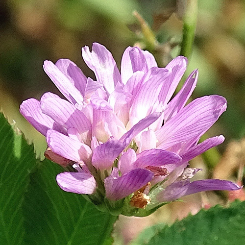 Wende-Klee / Trifolium resupinatum