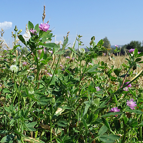 Wende-Klee / Trifolium resupinatum