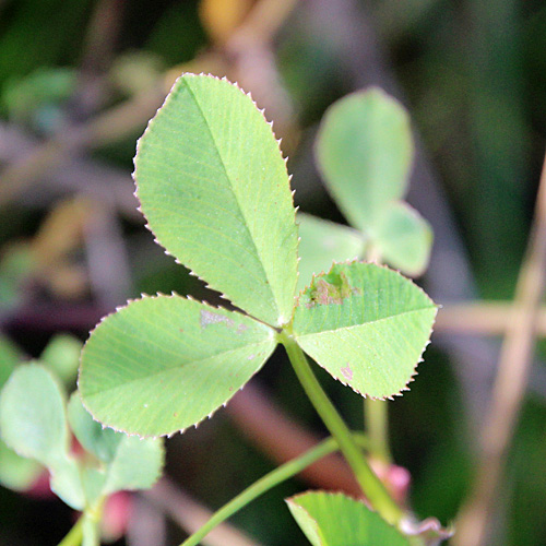 Wende-Klee / Trifolium resupinatum