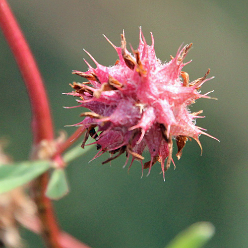 Wende-Klee / Trifolium resupinatum