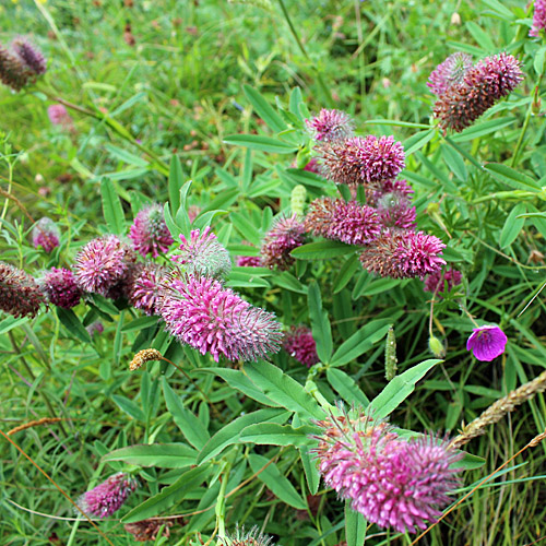 Purpur-Klee / Trifolium rubens