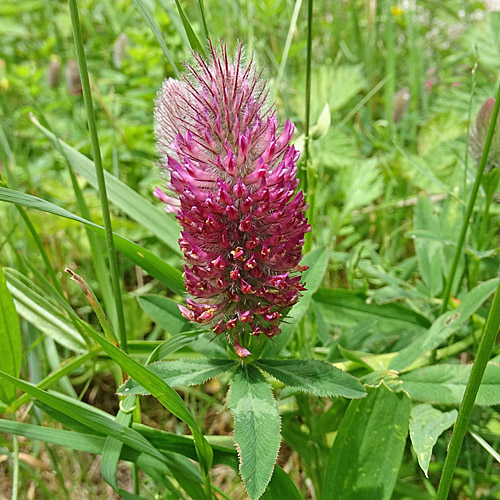 Purpur-Klee / Trifolium rubens