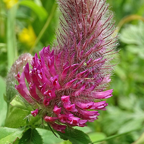 Purpur-Klee / Trifolium rubens