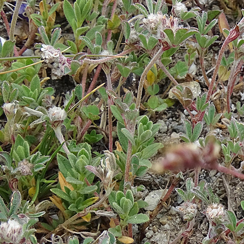 Stein-Klee / Trifolium saxatile