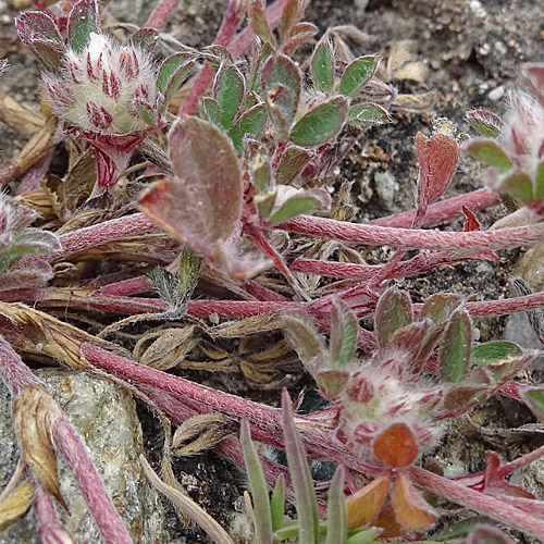 Stein-Klee / Trifolium saxatile