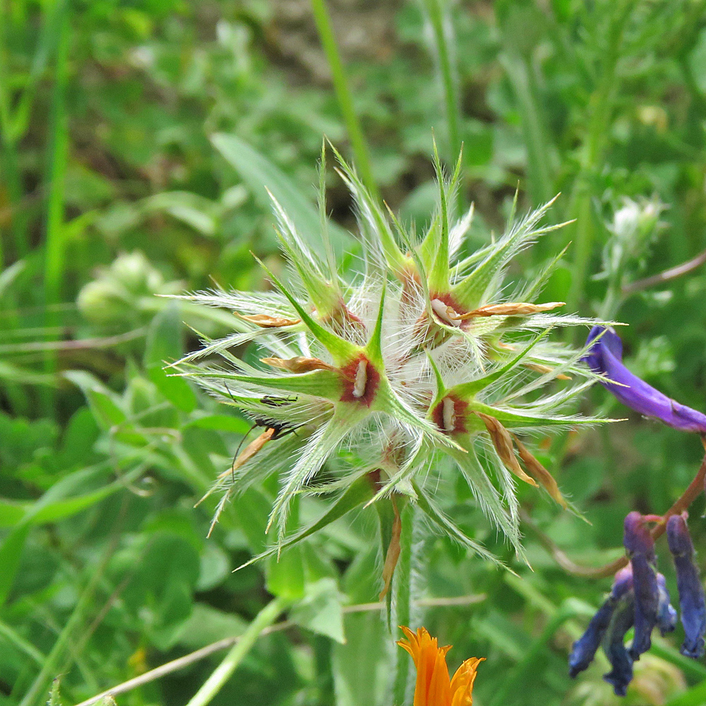 Stern-Klee / Trifolium stellatum
