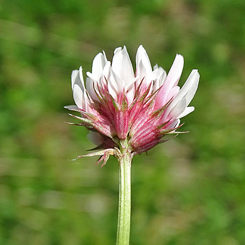 Thals Klee / Trifolium thalii