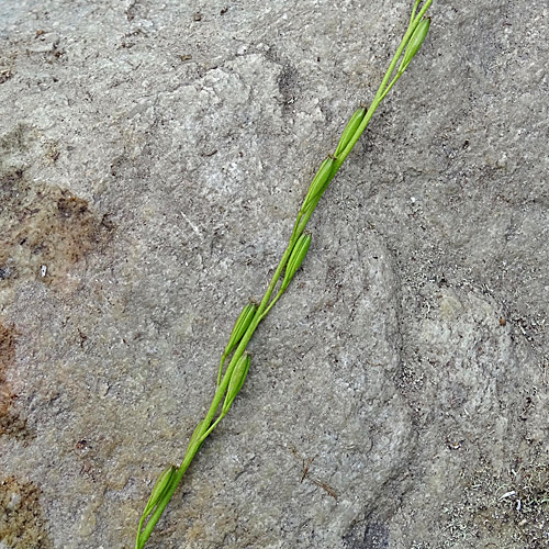 Sumpf-Dreizack / Triglochin palustris