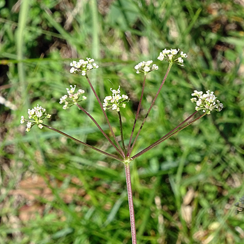 Faserschirm / Trinia glauca