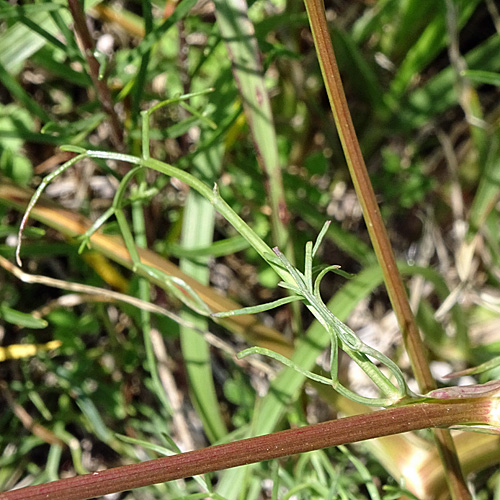 Faserschirm / Trinia glauca