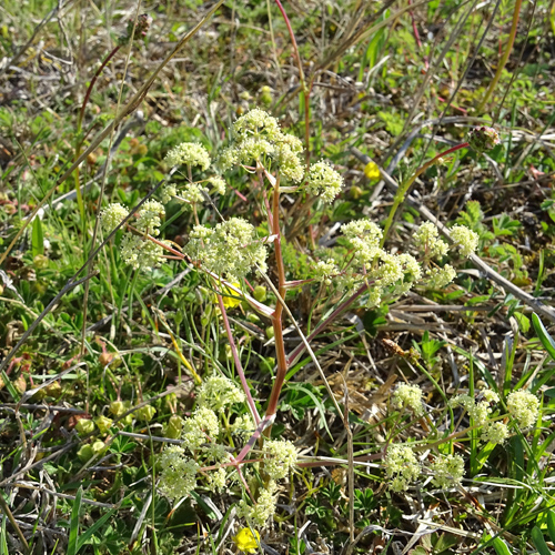 Faserschirm / Trinia glauca