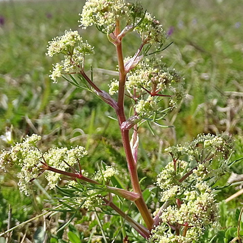 Faserschirm / Trinia glauca