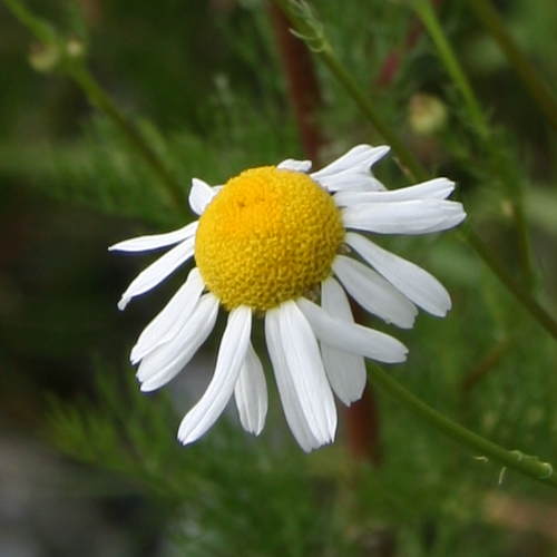 Geruchlose Strandkamille / Tripleurospermum inodorum