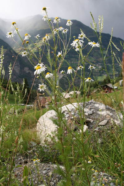 Geruchlose Strandkamille / Tripleurospermum inodorum