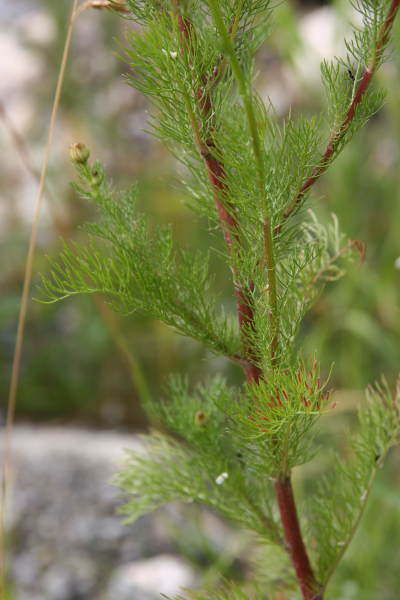 Geruchlose Strandkamille / Tripleurospermum inodorum