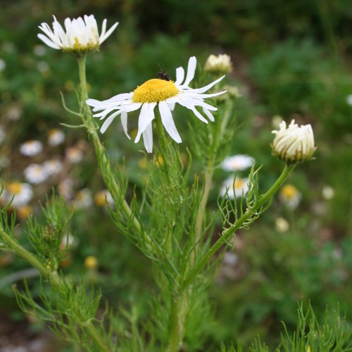 Geruchlose Strandkamille / Tripleurospermum inodorum