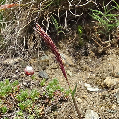 Zweizeiliger Goldhafer / Trisetum distichophyllum