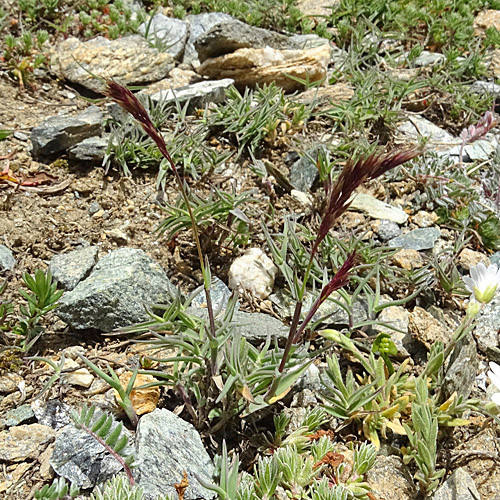 Zweizeiliger Goldhafer / Trisetum distichophyllum