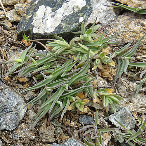 Zweizeiliger Goldhafer / Trisetum distichophyllum