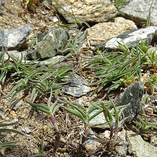 Zweizeiliger Goldhafer / Trisetum distichophyllum