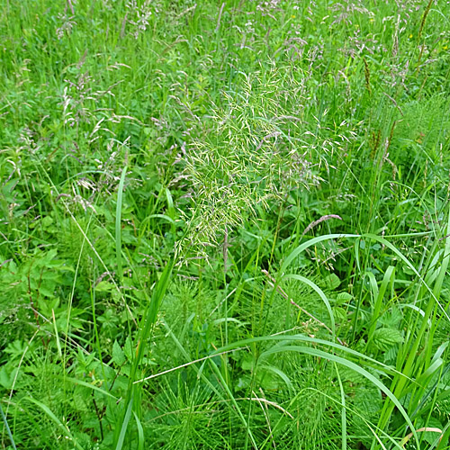 Wiesen-Goldhafer / Trisetum flavescens