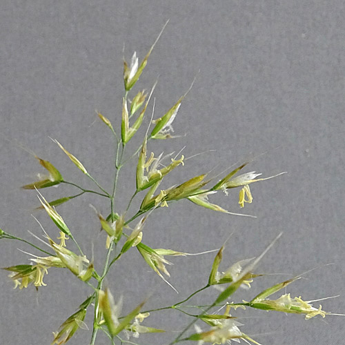 Wiesen-Goldhafer / Trisetum flavescens