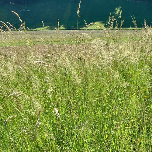 Wiesen-Goldhafer / Trisetum flavescens