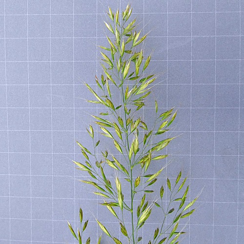 Wiesen-Goldhafer / Trisetum flavescens