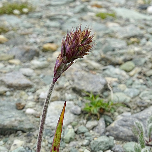 Ähriger Goldhafer / Trisetum spicatum