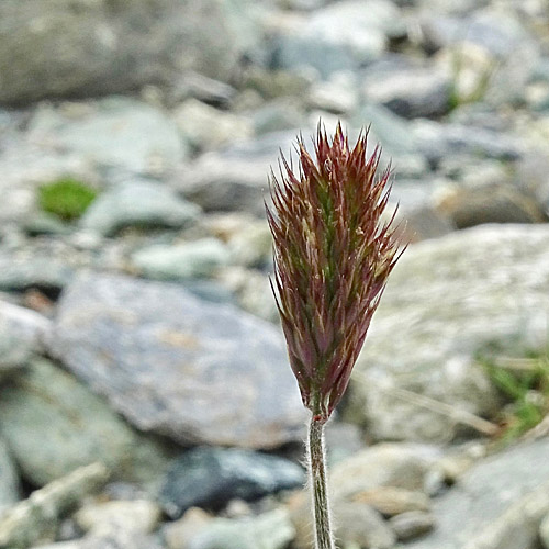 Ähriger Goldhafer / Trisetum spicatum