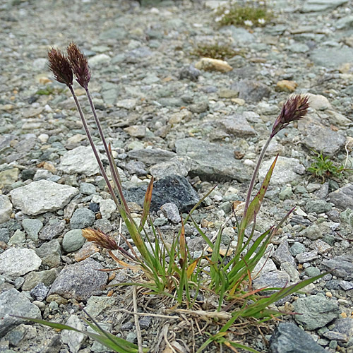 Ähriger Goldhafer / Trisetum spicatum